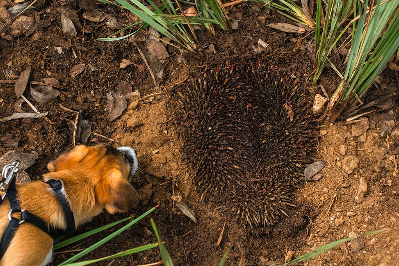 ginger and echidna.jpg